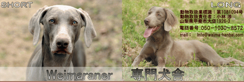子犬販売 ワイマラナー専門ブリーダー ワイマラナー ロングの子犬も販売 大型犬のブリーダー