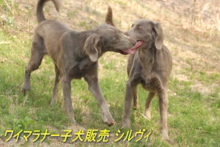摜R@C}i[OwA[